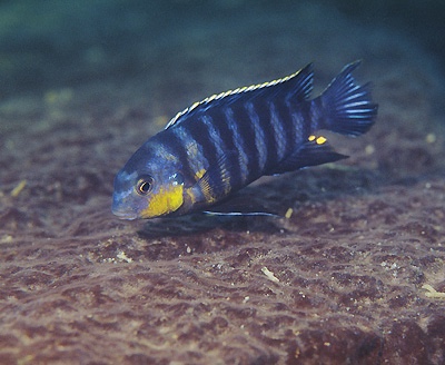 Tropheops sp. 'lumessi blue' Meponda